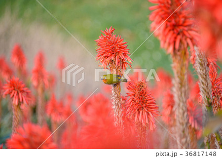 アロエの蜜を吸うメジロ 36817148