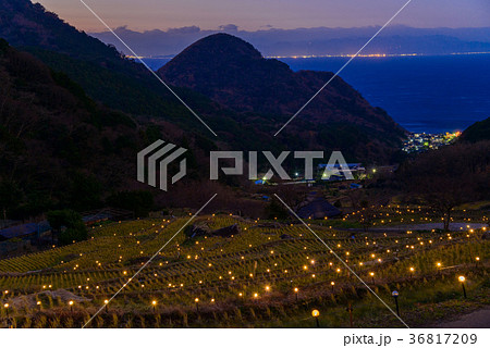 石部棚田、冬のライトアップイベント（静岡県） 36817209