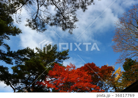 青空と紅葉 青空と紅葉 36817769
