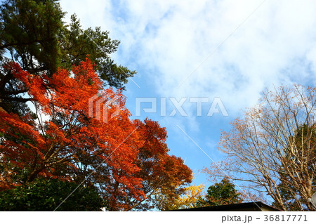 青空と紅葉 36817771