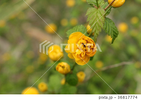 八重山吹 36817774