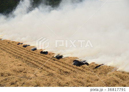 稲刈りが終わって残った稲わらを焼いている風景を撮影 36817791