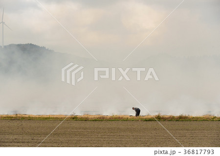 稲刈りが終わって残った稲わらを焼いている風景を撮影 36817793