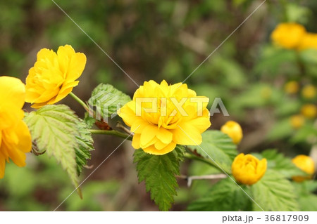 八重山吹 36817909