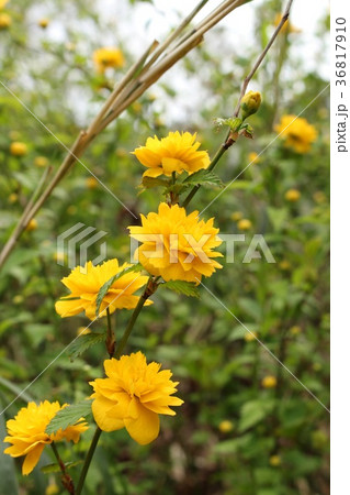 八重山吹 36817910