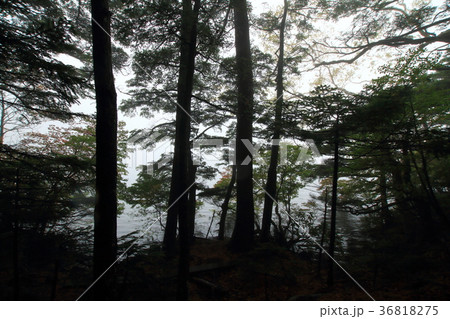 白駒池の原生林 36818275