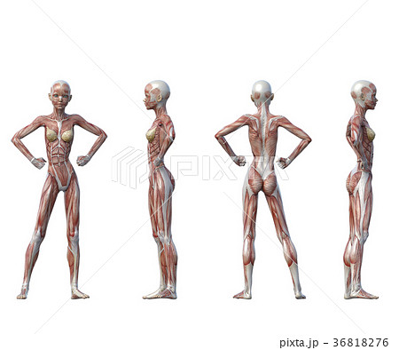 女性 解剖 筋肉 3DCG イラスト素材 女性 解剖 筋肉 3DCG イラスト素材 36818276