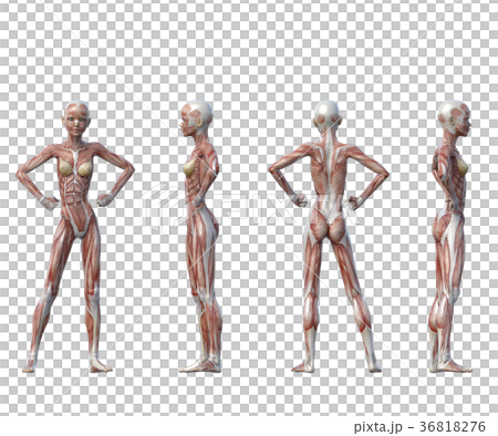 女性 解剖 筋肉 3DCG イラスト素材 女性 解剖 筋肉 3DCG イラスト素材 36818276