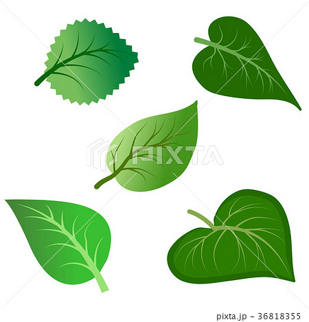 Vector set of green leaves isolated  36818355