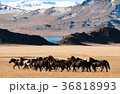Mongolian horse run in the valley 36818993