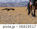 Golden eagle flying towards its trainer 36819517