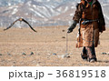 Golden eagle flying towards its trainer 36819518