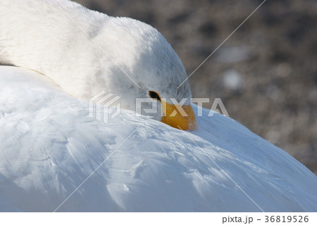 羽休め白鳥 36819526