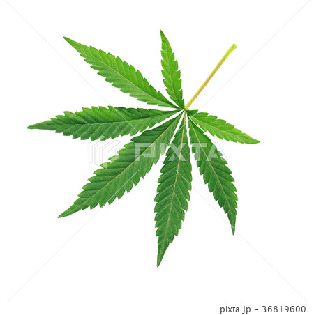 Cannabis leaf, marijuana isolated over white  36819600