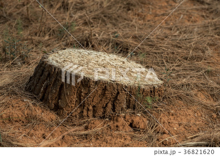 Sawn trunk from a tree Sawn trunk from a tree 36821620