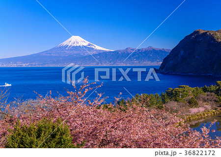 河津桜咲く西伊豆井田から、海越しの冨士山 36822172