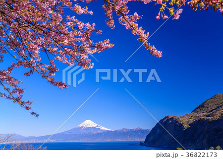 河津桜咲く西伊豆井田から、海越しの冨士山 36822173