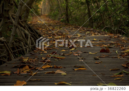 Wooden Bridge in Mangrove Forest at Laem Phak Bia Wooden Bridge in Mangrove Forest at Laem Phak Bia 36822260