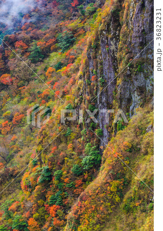 雲仙岳の紅葉 36823231