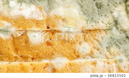 Close up of bread has a fungus. Close up of bread has a fungus. 36823502