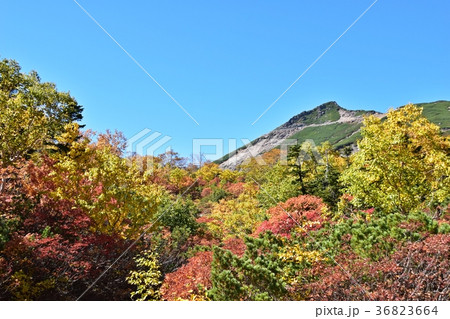 紅葉のピークを迎えた乗鞍岳 36823664