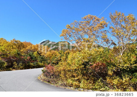 紅葉のピークを迎えた乗鞍エコーライン 36823665