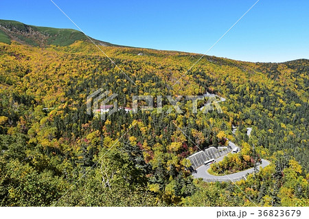 紅葉のピークを迎えた乗鞍エコーライン 36823679