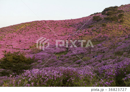 花 ツツジ ファンメサン 36823727