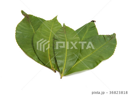 green tea isolated green tea isolated 36823818