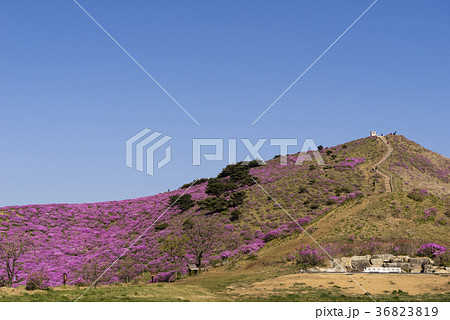 花 山 ツツジ 36823819
