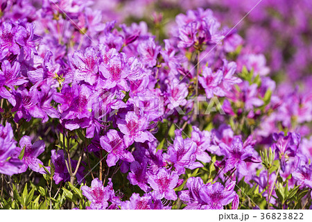 花 韓国 陜川郡 36823822