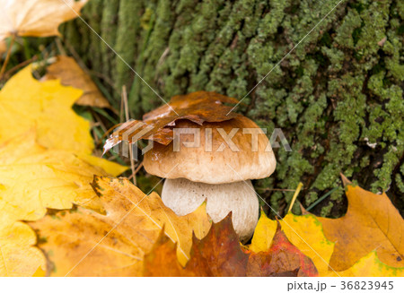 white fungus growing in autumn 36823945