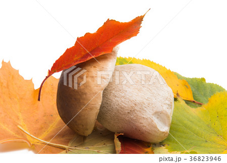 white mushroom isolated 36823946