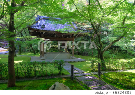 京都 永観堂（禅林寺） 龍吐水 36824805