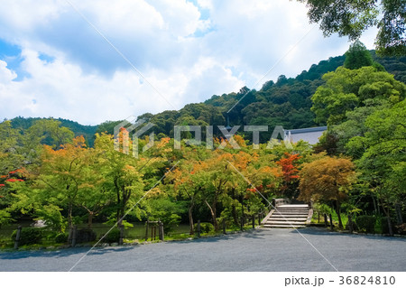 京都 永観堂(禅林寺) 京都 永観堂(禅林寺) 36824810