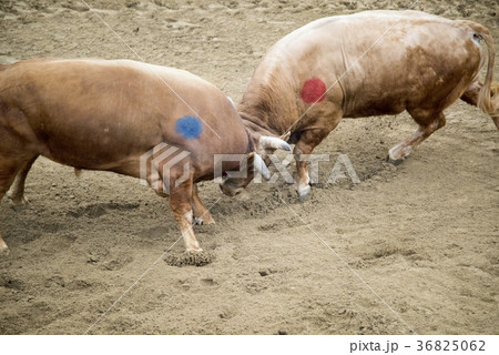 2 慶北 動物 36825062