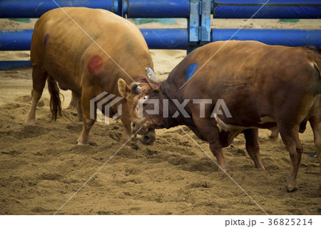 2 慶北 小 36825214