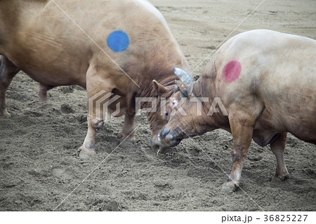 2 慶北 動物 36825227