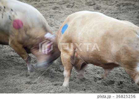2 慶北 小 36825256