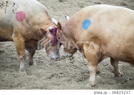 2 慶北 動物 36825257