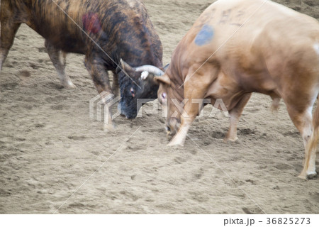 慶北 民俗遊び 風景 36825273