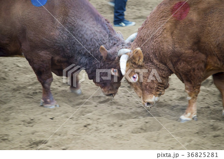 慶北 民俗遊び 風景 36825281
