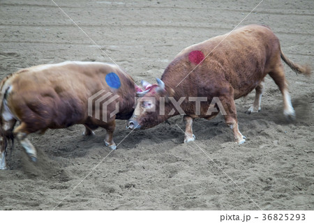 慶北 民俗遊び 風景 36825293