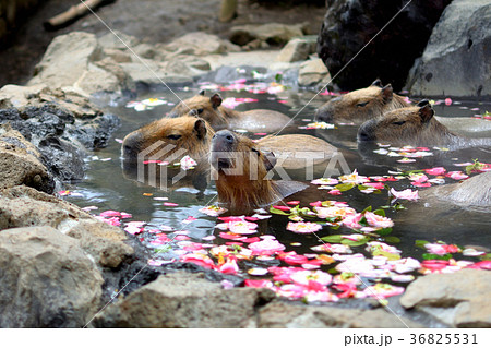 カピバラ 36825531