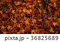 紅葉狩り　絨毯 36825689