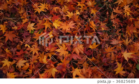 紅葉狩り　絨毯 36825689