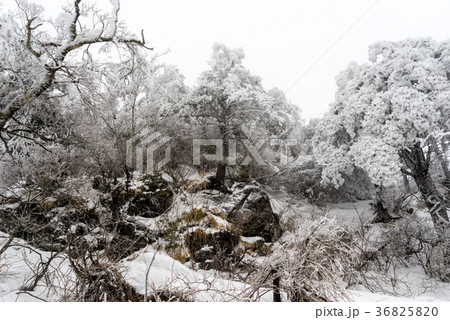 冬 慶南 韓国 36825820