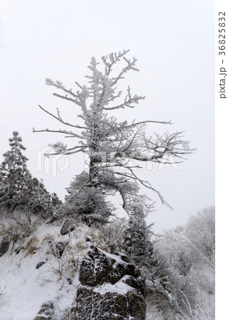 冬 慶南 韓国 36825832