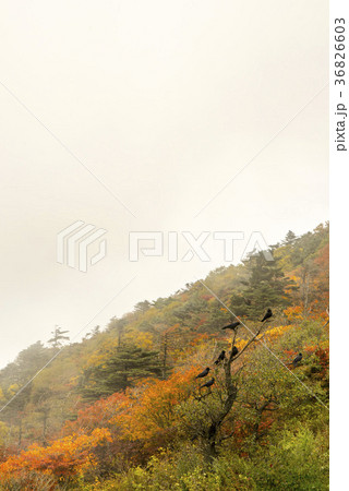 自然 紅葉 屋外 36826603