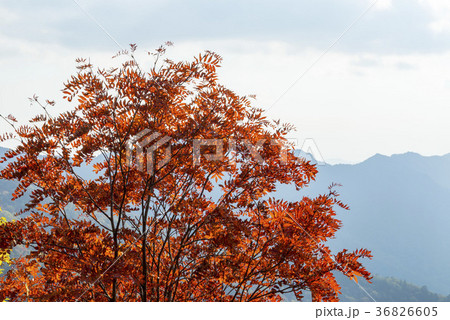 自然 紅葉 屋外 36826605